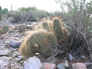 Cave Creek hike -- crested hedgehog cactus