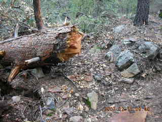 Sedona -- Secret Canyon hike -- uprooted tree
