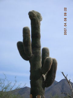 crested saguaro at Lost Dog Wash