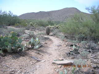 crested saguaro at Lost Dog Wash
