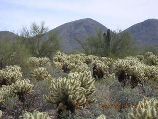 crested saguaro at Lost Dog Wash