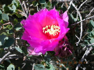 Bagdad run - prickly pear cactus flower close-up