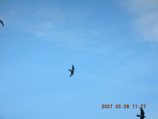 Cleland Park birds