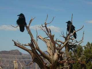 Grand Canyon West - birds