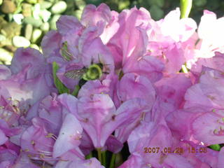 Welch, Minnesota - flowers - bumblebee