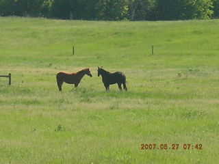 Afton run - horses