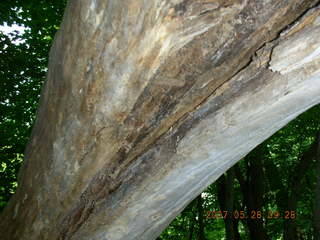 Carver Park trail - tree arch