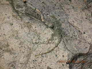 111 67v. Siphon Draw hike - lizard