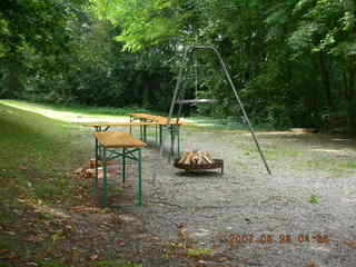 fungus growing on a dead tree