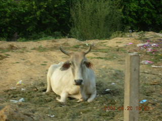 1 69h. roadside cow