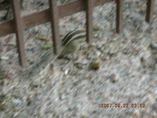 181 69j. cute chipmonk at red fort, delhi