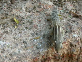 182 69j. cute chipmonk at red fort, delhi