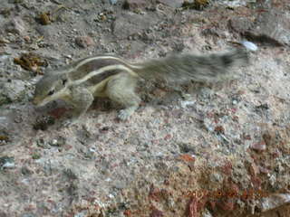 183 69j. cute chipmonk at red fort, delhi