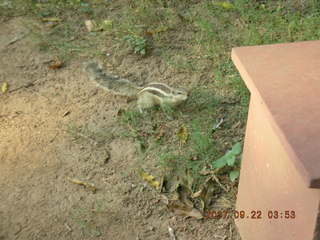 185 69j. cute chipmonk at red fort, delhi