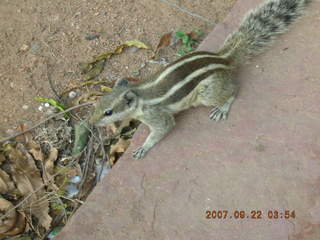 186 69j. cute chipmonk at red fort, delhi