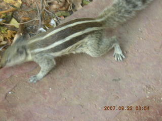 187 69j. cute chipmonk at red fort, delhi