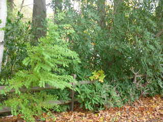 Holmdel Park - foliage