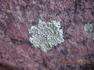 100 6cw. Zion National Park- Observation Point hike - lichen