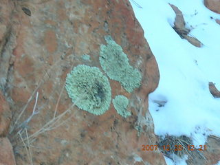 Zion National Park- Observation Point hike (old Nikon Coolpix S3) - lichens