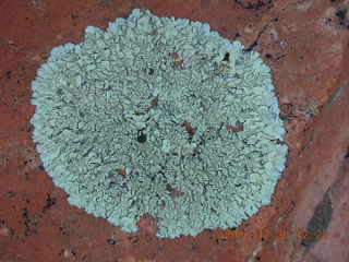Zion National Park- Observation Point hike (old Nikon Coolpix S3) - lichen close up