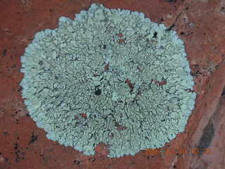 204 6cw. Zion National Park- Observation Point hike (old Nikon Coolpix S3) - lichen closer up