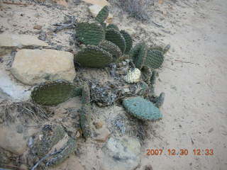 Zion National Park- Observation Point hike (old Nikon Coolpix S3) - cactus