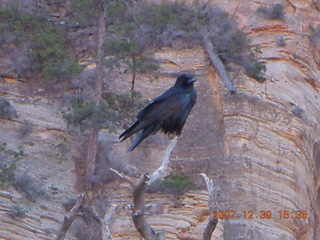 340 6cw. Zion National Park - Canyon Overlook hike - bird