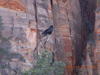 341 6cw. Zion National Park - Canyon Overlook hike - bird