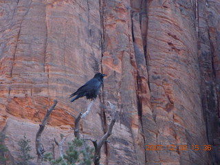 342 6cw. Zion National Park - Canyon Overlook hike - bird