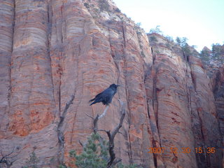 343 6cw. Zion National Park - Canyon Overlook hike - bird