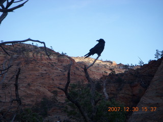 344 6cw. Zion National Park - Canyon Overlook hike - bird