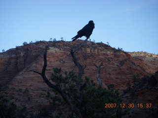 345 6cw. Zion National Park - Canyon Overlook hike - bird