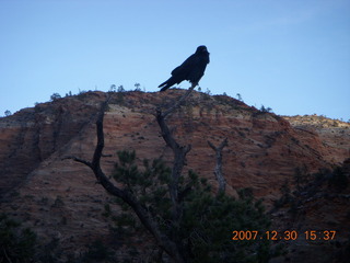 Zion National Park - Canyon Overlook hike - bird