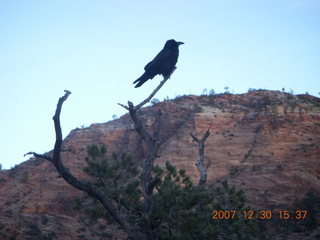 346 6cw. Zion National Park - Canyon Overlook hike - bird