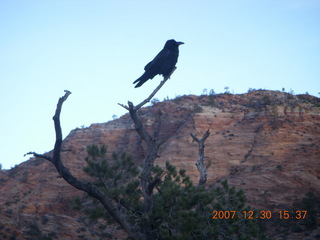 Zion National Park - Canyon Overlook hike - bird