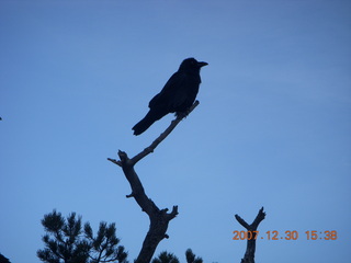 Zion National Park - Canyon Overlook hike - bird