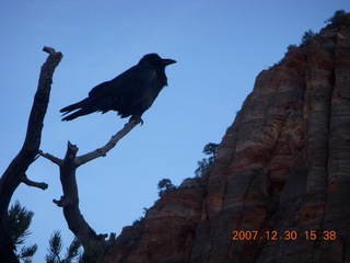 Zion National Park - Canyon Overlook hike- bird