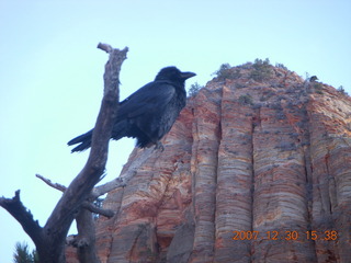 349 6cw. Zion National Park - Canyon Overlook hike - bird