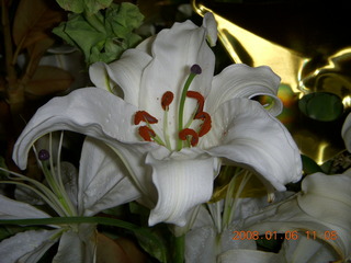 Tucson - lily