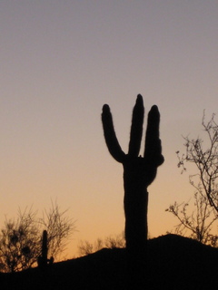 Sonia's pictures - saguaro cactus at dawn - Lost Dog Wash