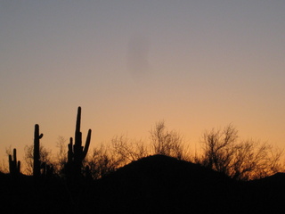 Sonia's pictures - saguaro cactus at dawn - Lost Dog Wash