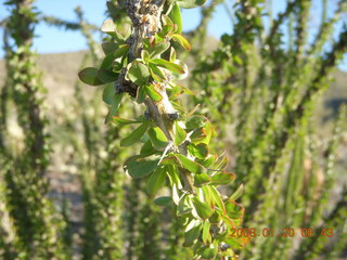 Lost Dog Wash - very-close-up very-green ocotillo