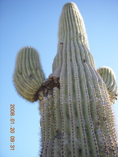 Lost Dog Wash - looking up at saguaro cactus