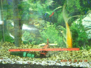 fish and airplane in tank
