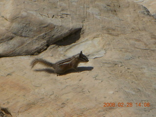 54 6eu. Zion National Park - Angels Landing hike - chipmonk