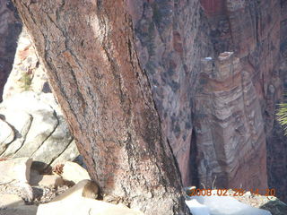 60 6eu. Zion National Park - Angels Landing hike