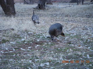 164 6eu. Zion National Park - wild turkeys