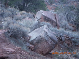 36 6f1. Zion National Park - Watchman hike - mule deer