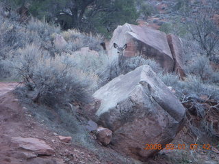 38 6f1. Zion National Park - Watchman hike - mule deer