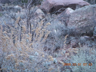 41 6f1. Zion National Park - Watchman hike - mule deer